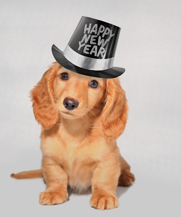 happy new year dog clipart - photo #9