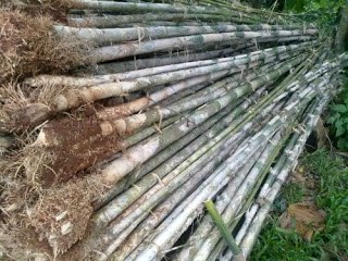 Jual Bambu Hias,Bambu Jepang