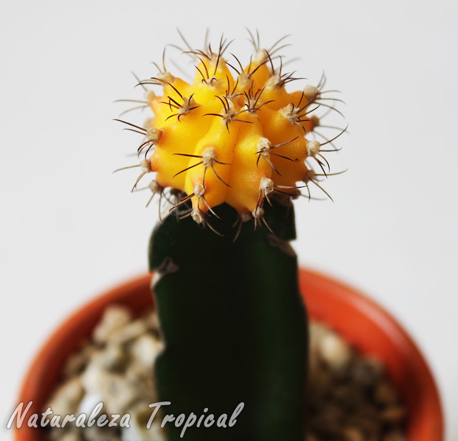 Cactus del género Gymnocalycium variegado, se aprecia una coloración amarilla muy vistosa