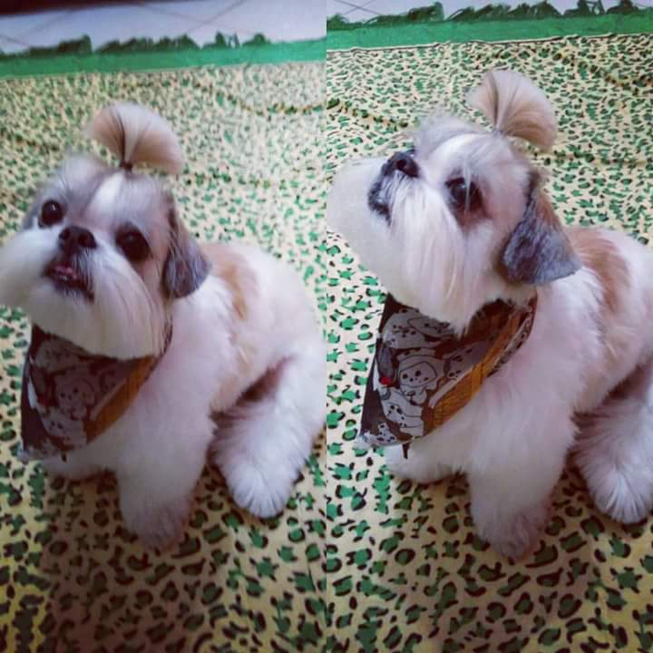 Lista 92+ Foto Cuanto Cuesta Un Perro Shih Tzu Actualizar