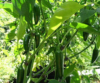 Jalapeño Pepper Plants