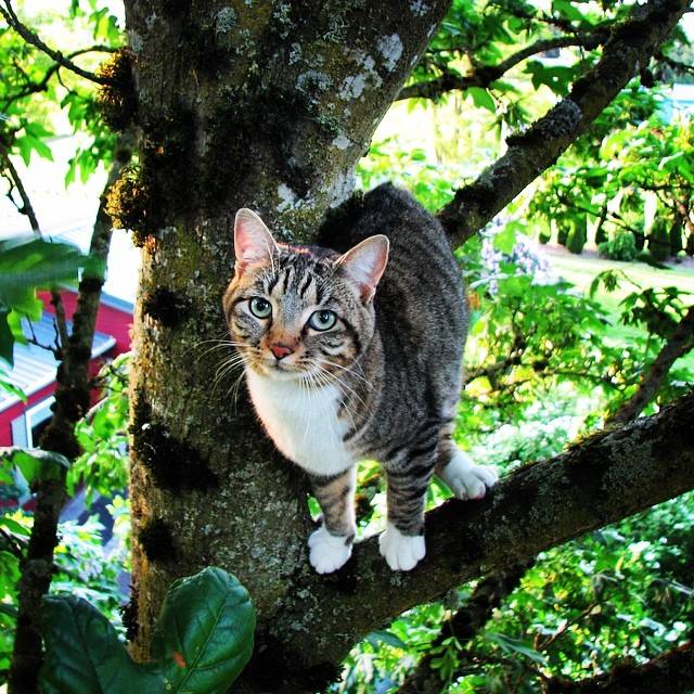 Shoreline Area News Cats in Trees