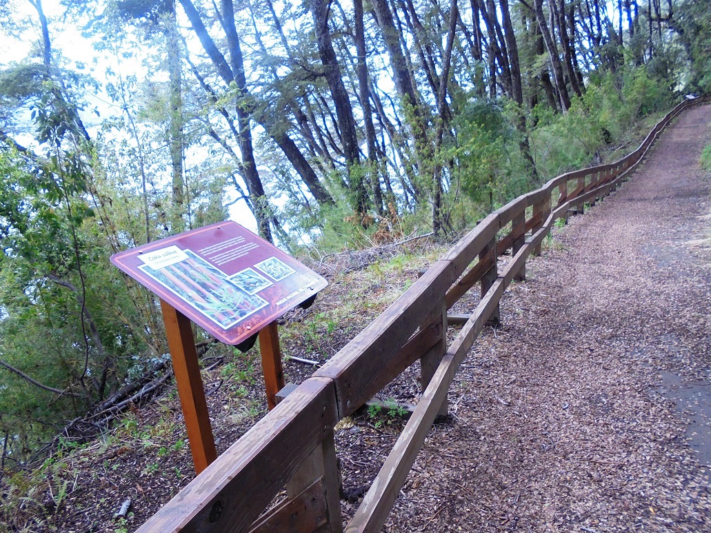 CONOZCAMOS LA ARGENTINA: EL BOSQUE LOS ARRAYANES UN LUGAR ÚNICO EN EL MUNDO