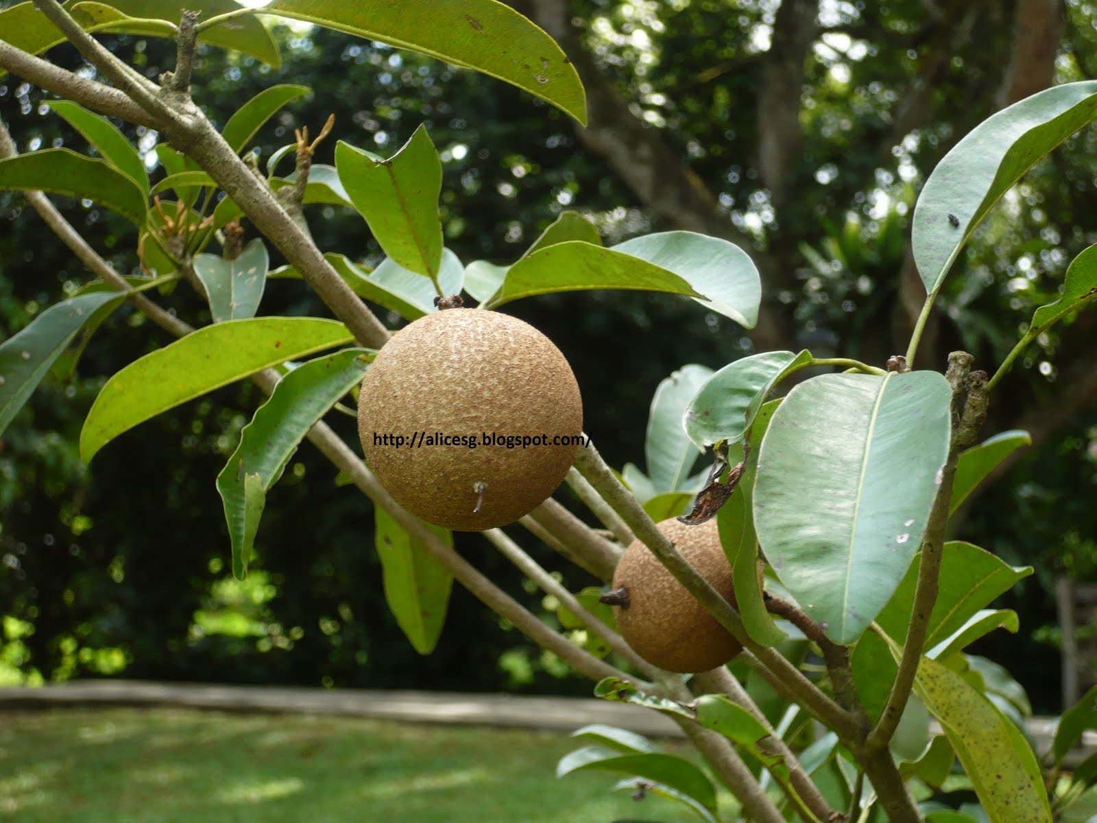 AlicesgSingaporemyhome Singapore Botanic Garden Jacob Ballas