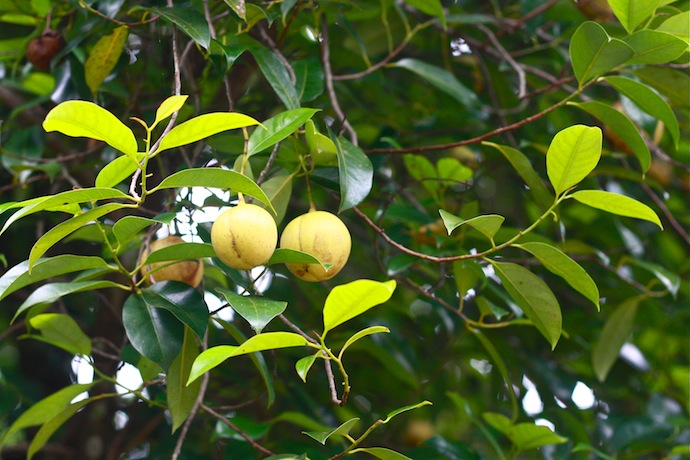 old nutmeg tree with ripe fruit hanging on tree in penang malaysia