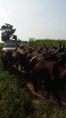 Photos: Nigerian Army Rescue 43 Book Haram Hostages In Dalakalari, Recover 500 Cows