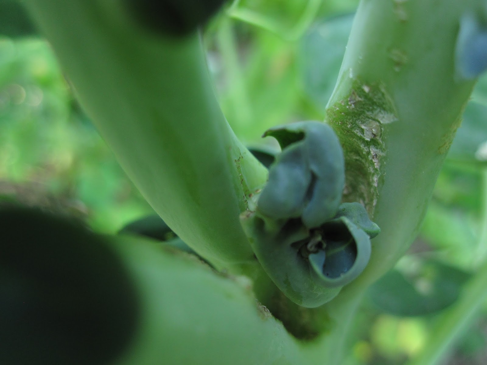 Oele Garten Kohldrehherzmücke