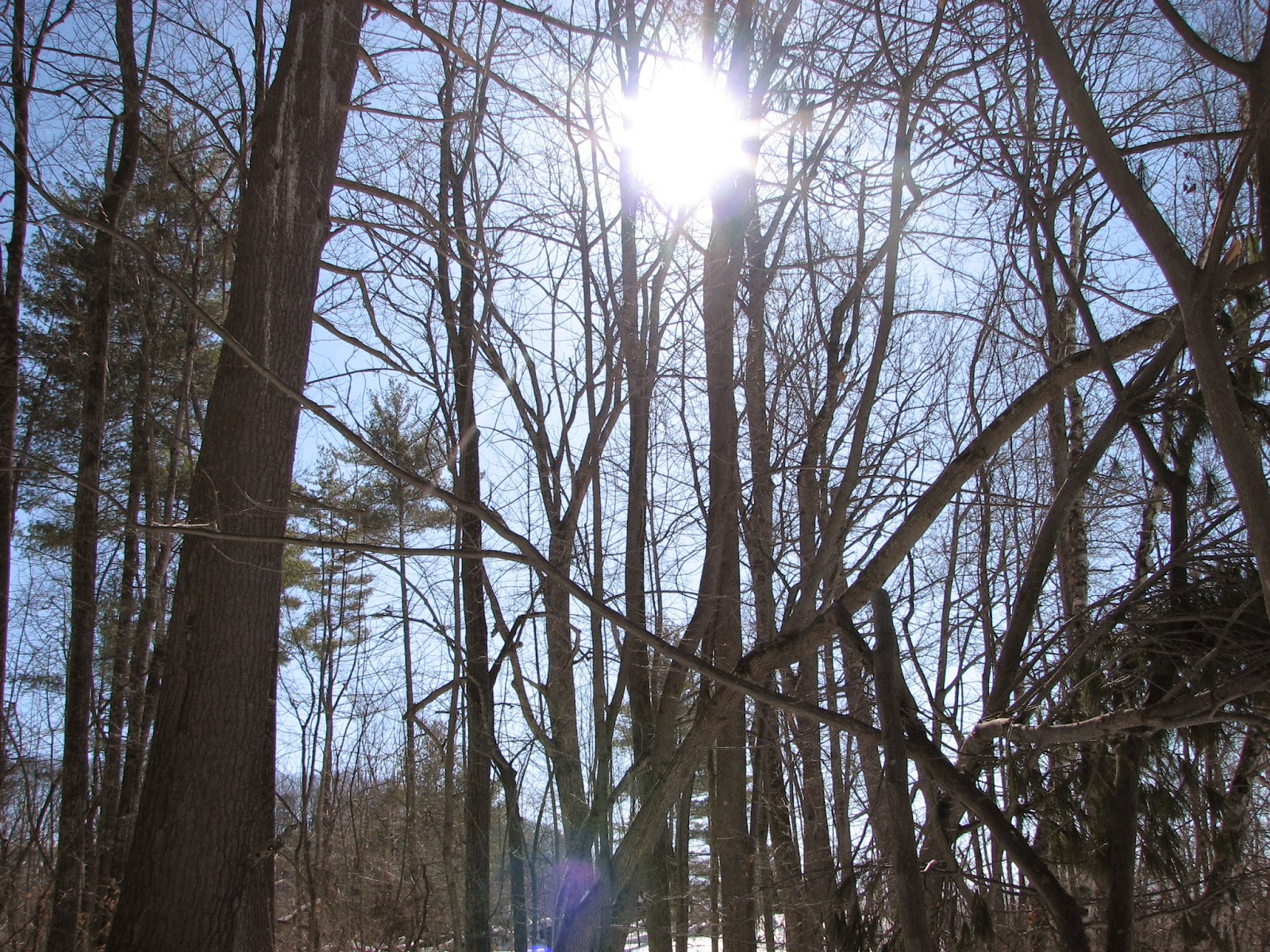 Woodside Natural Area, nature trailsWVPD. (Photos). In search of the