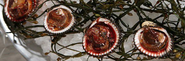 Almejas con sangre de la cocina China