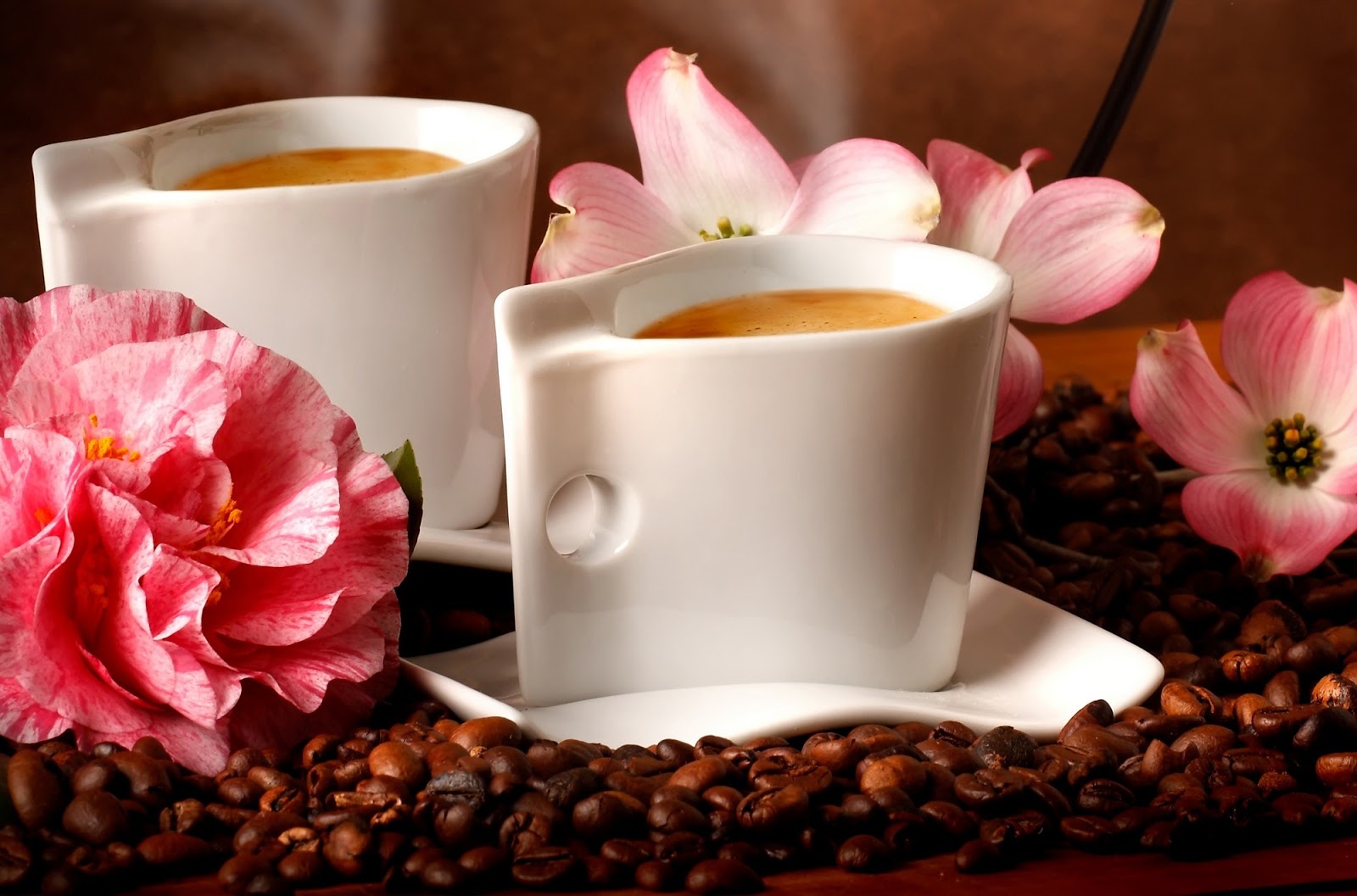 Choose the best Organic Coffee beans in Melbourne INNOVATIVE Ideas