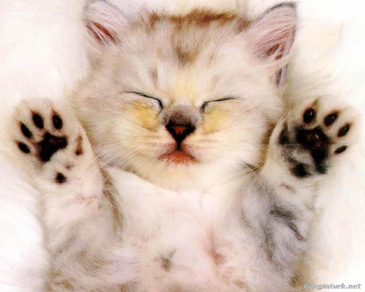 Tatlı Ve Sevimli Kedi Fotoğrafları Tatlı Ve Sevimli Kedi Fotoğrafları