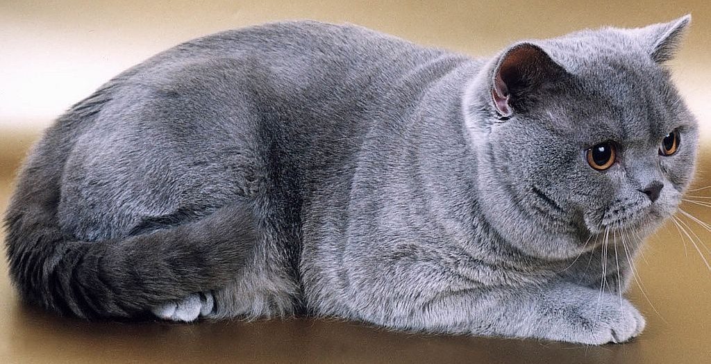 WORLD TOP 10 MOST EXPENSIVE CATS SZD