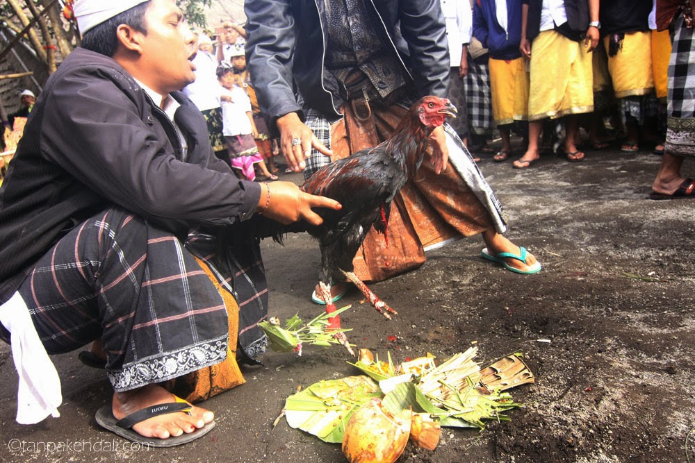 Photo Story : Sabung Ayam ~ TANPA KENDALI