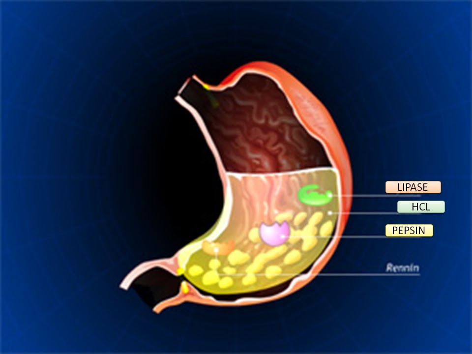 SONU ACADEMY HUMAN DIGESTIVE SYSTEMPART3 TEXT