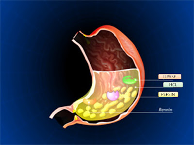 SONU ACADEMY: HUMAN DIGESTIVE SYSTEM-PART-3 TEXT