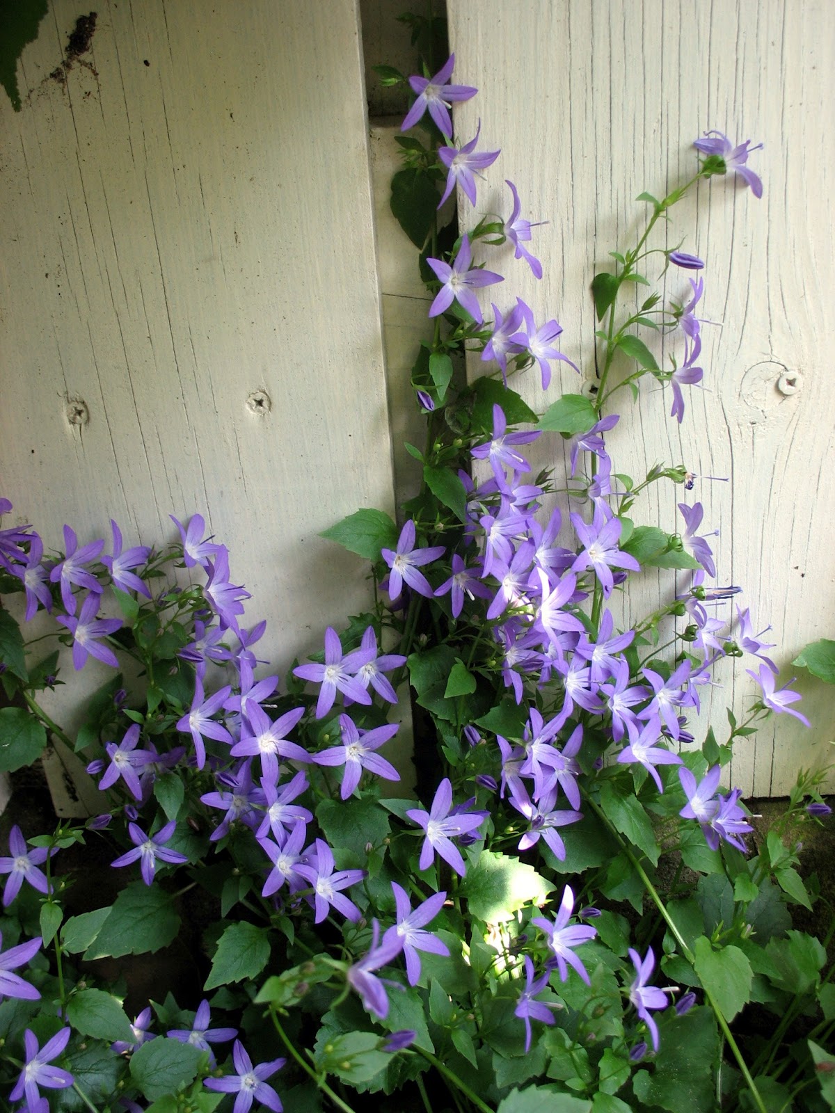 Het Valkennest: Rode rozen en rondje tuin tussen regen en drup