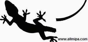 Bahaya Cicak Yang Belum Diketahui | KEDAI MIPA