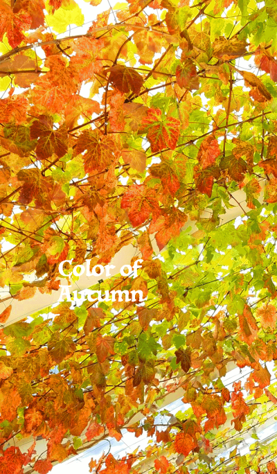Color of Autumn