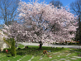 Blooming flowering Accolade Japanese cherry tree at Mount Pleasant Cemetery by garden muses: a Toronto gardening blog 