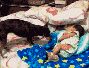 Buenas Noches Perro Abriga a bebé, gif divertido