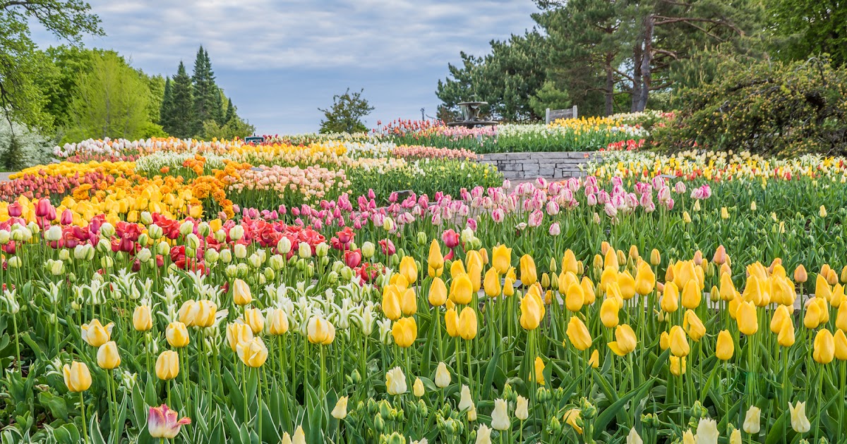 MAP Artistic Photography Photo of the Day Tulip Garden, Minnesota