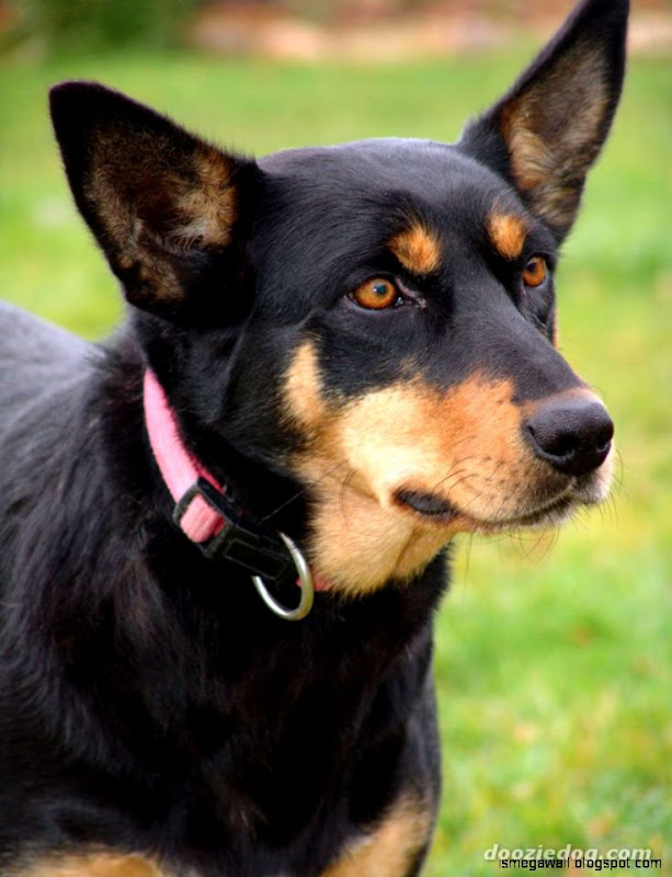 Australian Kelpie Dog Wallpaper Mega Wallpapers