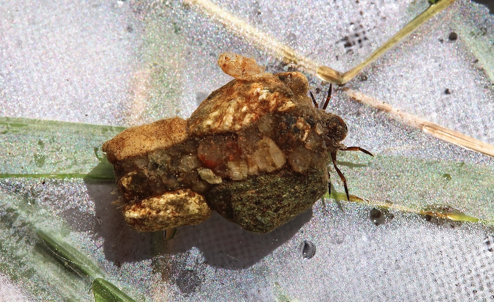 Aquatic Insects of Central Virginia: October 2013