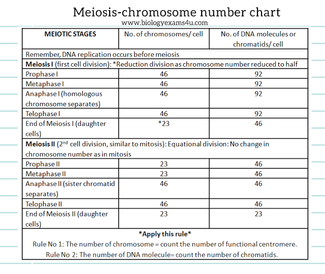 Chromosomes and Chromatid number in Humans during Meiosis stages