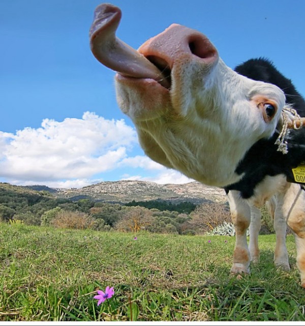 The teach Zone: Most Animal Amazing Funny Pictures The teach Zone: Most Animal Amazing Funny Pictures