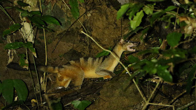 Banded Civet