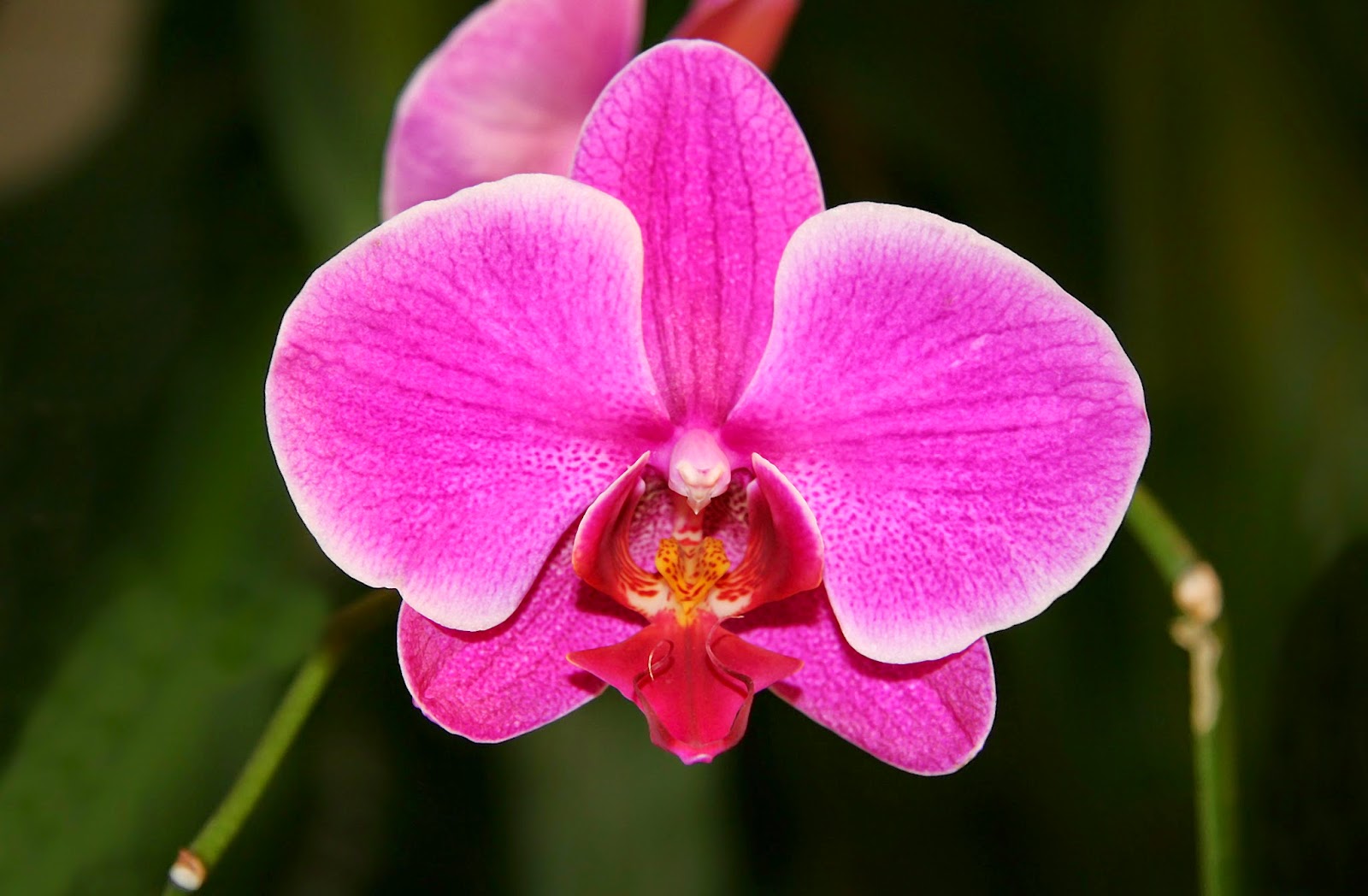 The Clitoris DeMystified Jennifer Elizabeth Masters