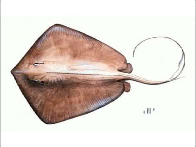 Gambar Ikan Pari dari Jenis Terbaik Beserta Nama Latin dan Inggrisnya