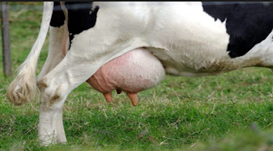 mastitis meme iltihabı belirtileri mastitis meme iltihabı nasıl ortaya çıkar