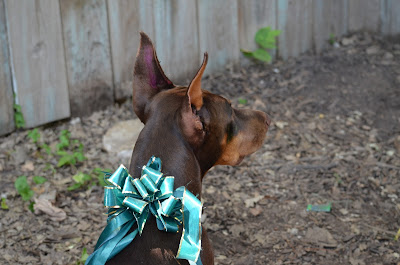 My Jenny listens to the Torysellet Photo by Trisha Field