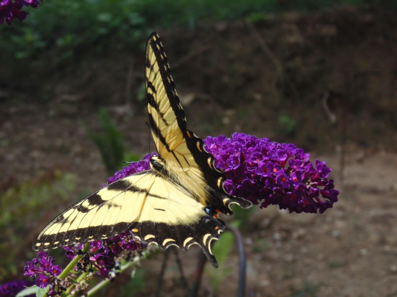 tiger swallowtail on butterfly bush