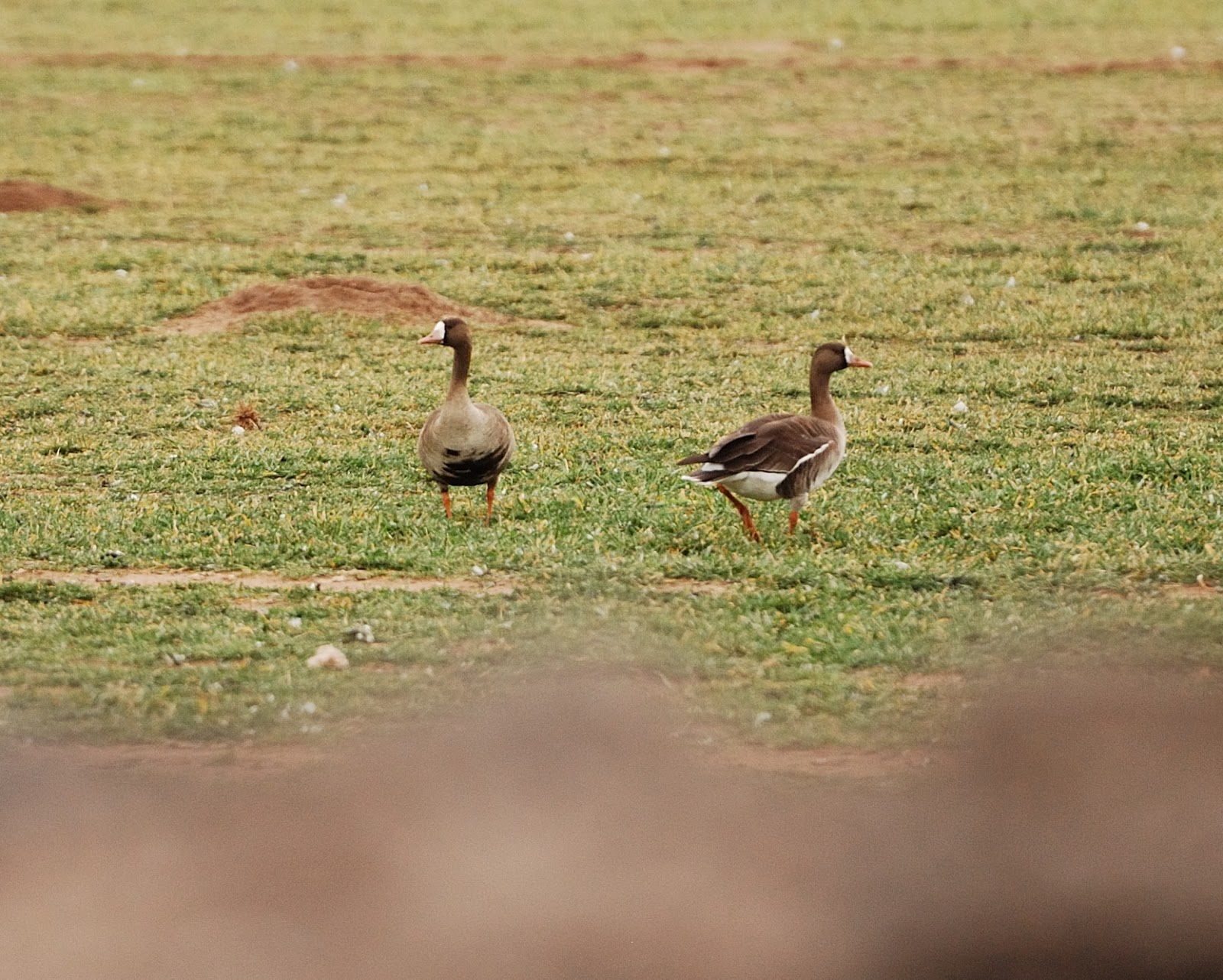 Birds of Lubbock County