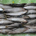 Frozen Sardines Bait for Your Successful Fishing Catch