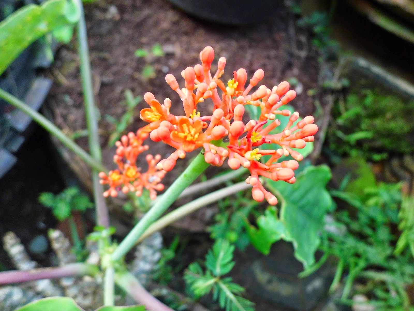 Exotic Plants in Indonesia Exotic Flower