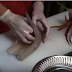 Cutting squid from alive to sashimi at Hakodate Fish Market