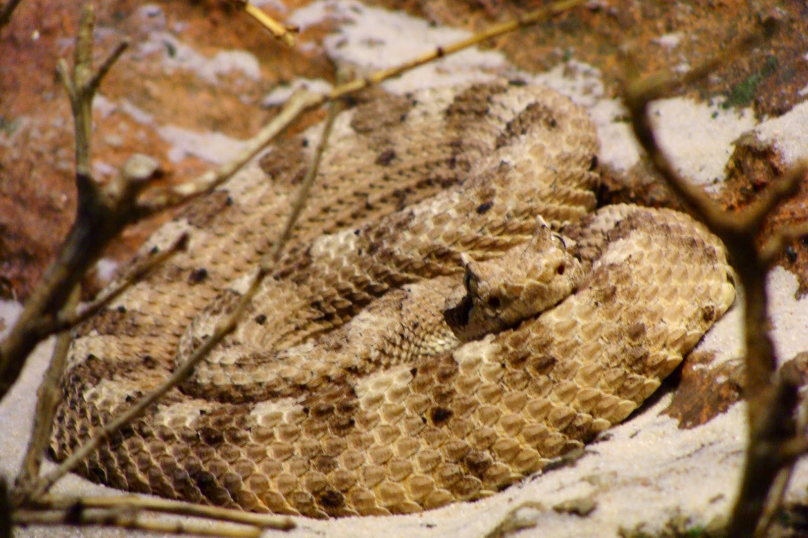 Crotalus Rosa SERPIENTES DE AMERICA