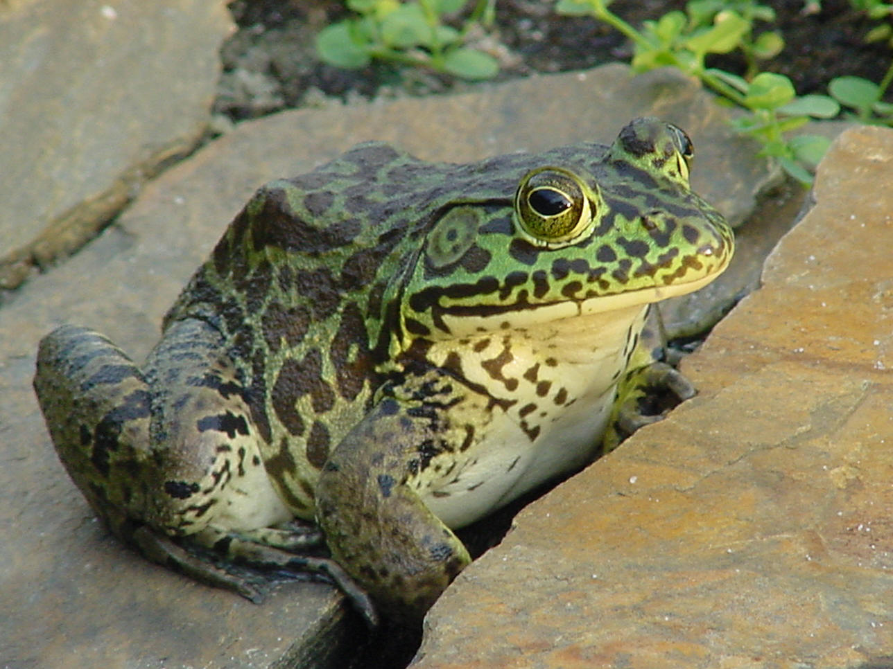 Animals of the world Bullfrog