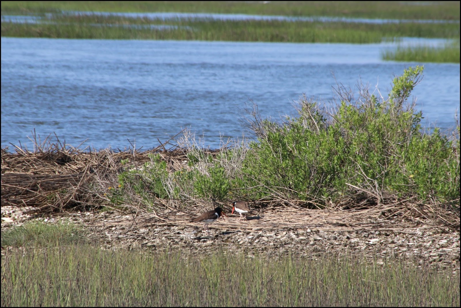 Through Carol's Lens Oyster Catchers