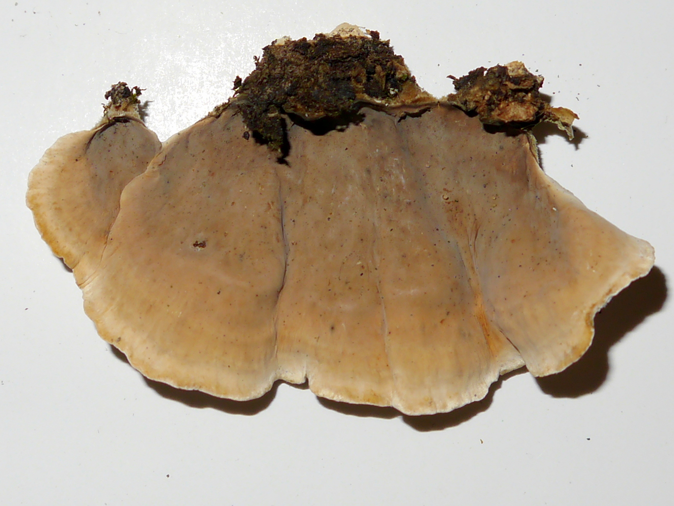 u-holler-false-turkey-tail