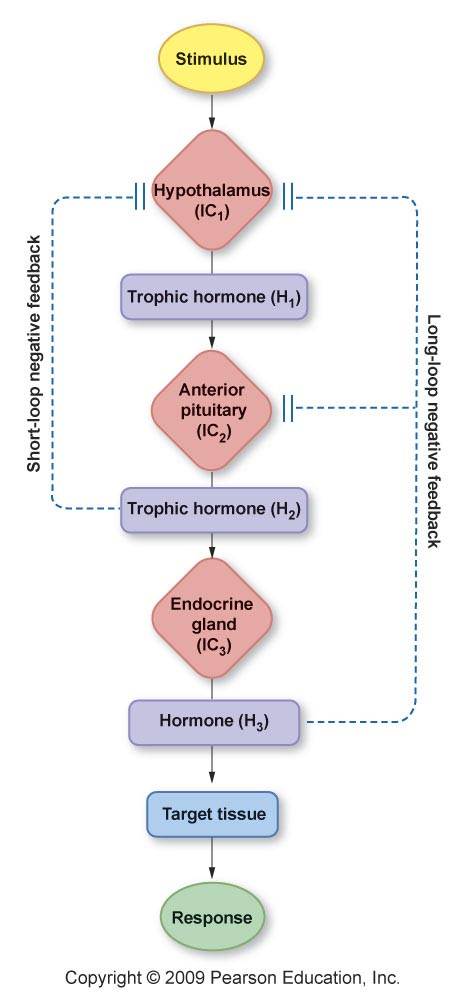cortical hormone function cortical hormone function