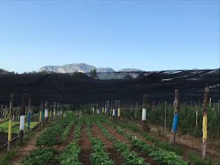A farm in Viñales