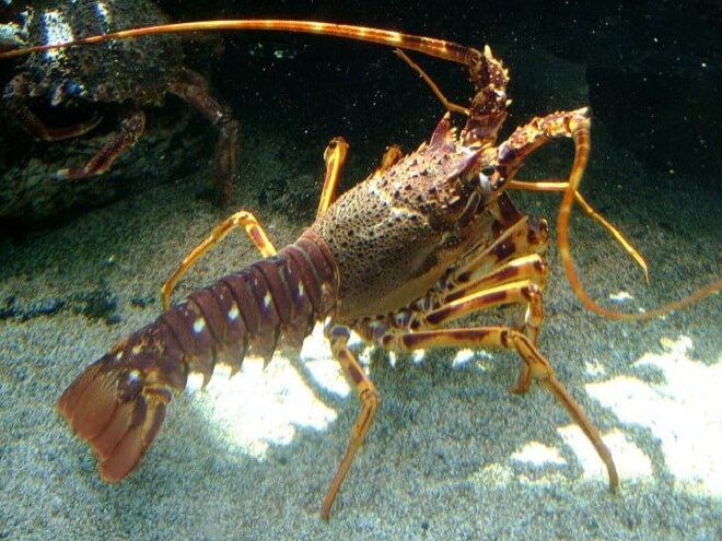 Lobster Air Masin