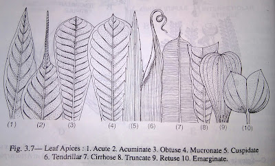  Hoja: estípula, estípula y estructura de varios ápices de hojas-digieduco