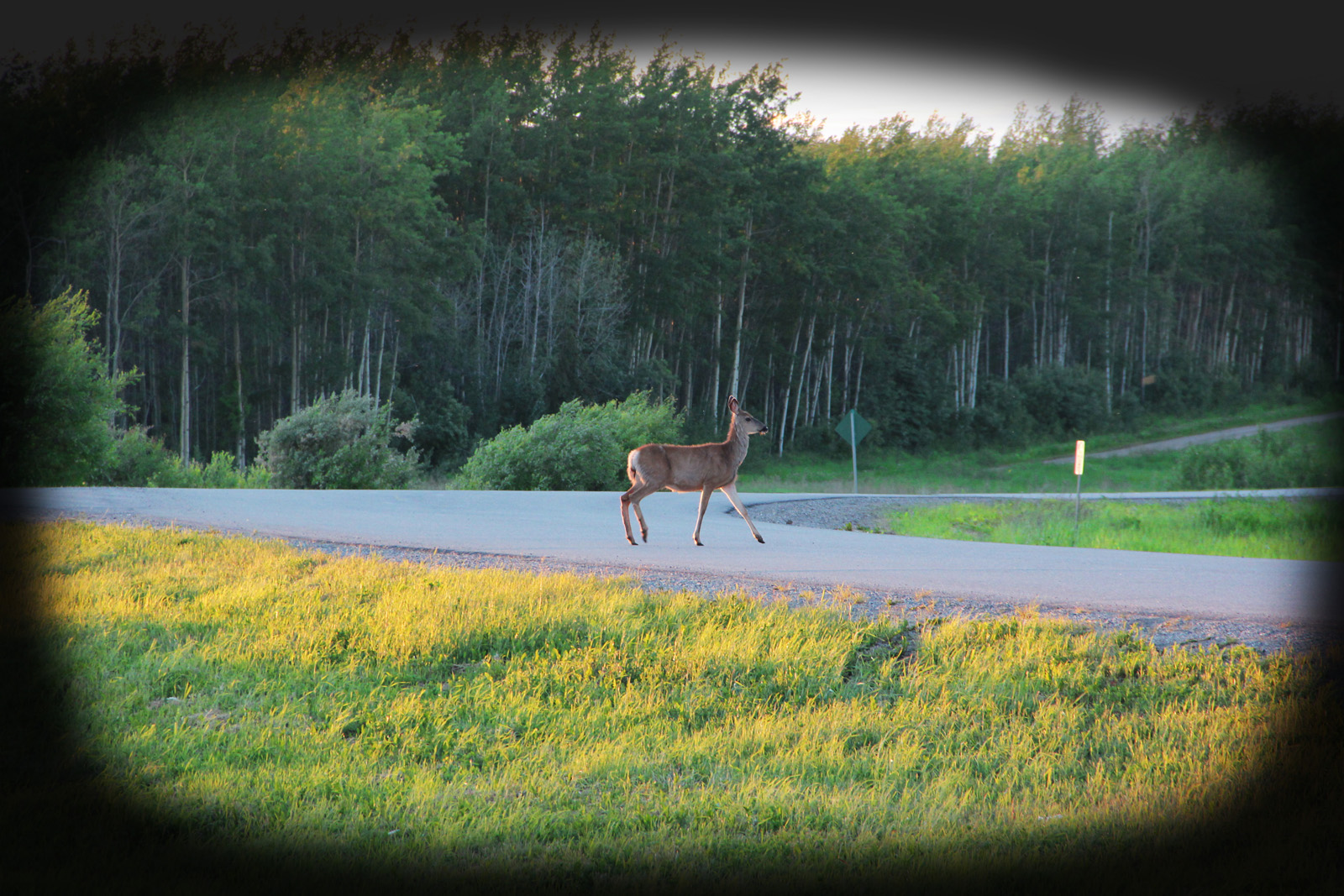 Riding the USA Day 7 Hinton, Alberta Charlie Lake, British Columbia