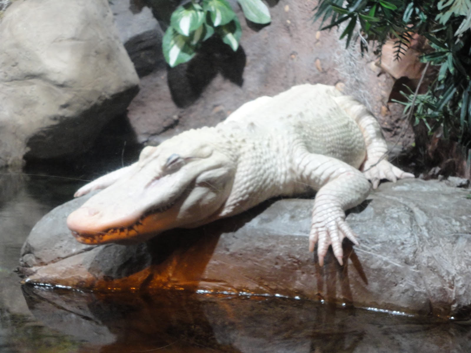 Life as we know it: Kingdom Animalia Vertebrates