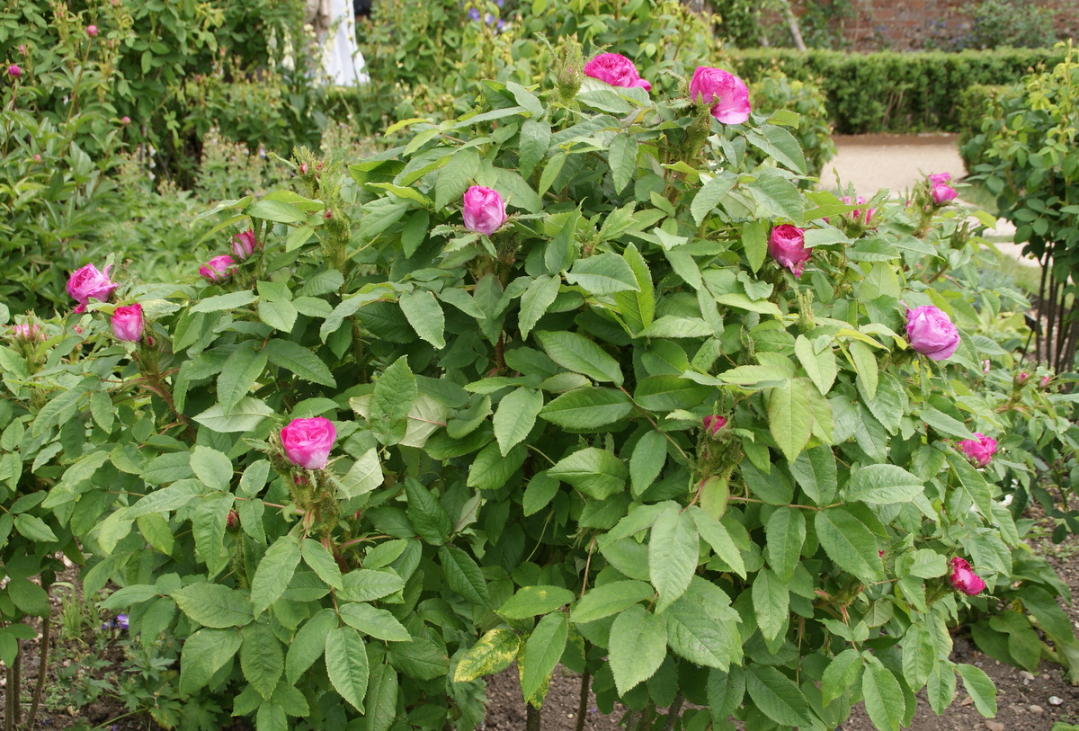 Organic Garden Dreams: Mottisfont Abbey - a Rose Lover's Paradise V